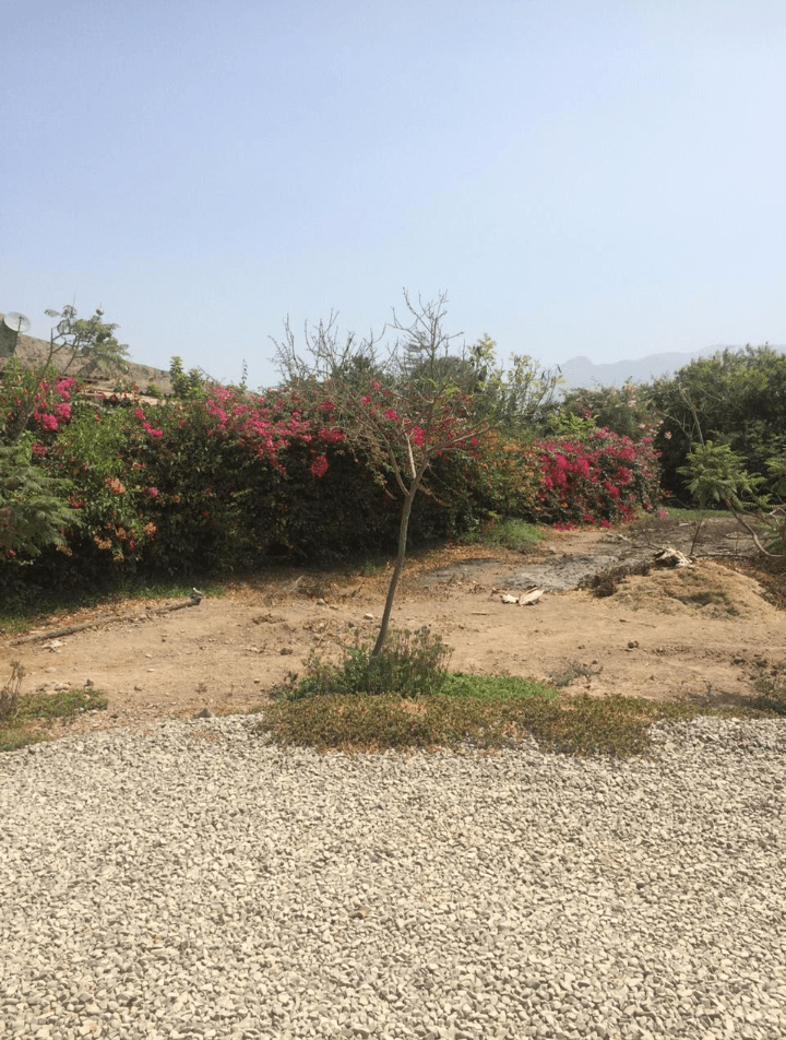 VENTA TERRENOS EN URB. CASABLANCA - PACHACAMAC - Imagen 3