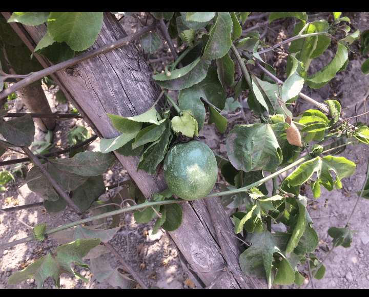 VENTA TERRENOS EN URB. CASABLANCA - PACHACAMAC - Imagen 9