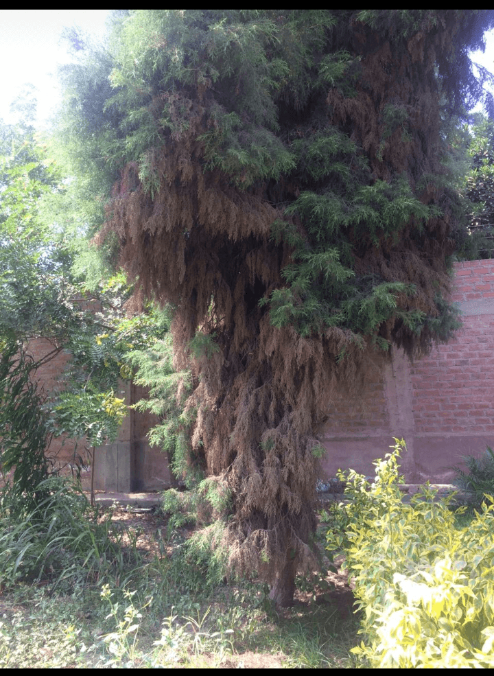 VENTA TERRENOS EN URB. CASABLANCA - PACHACAMAC - Imagen 7