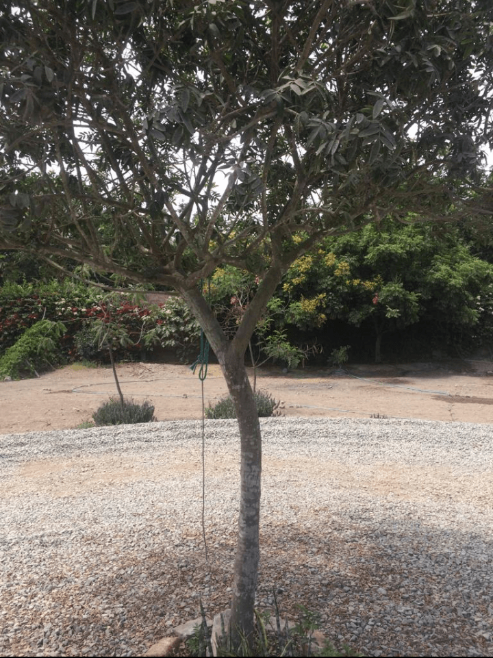 VENTA TERRENOS EN URB. CASABLANCA - PACHACAMAC - Imagen 5